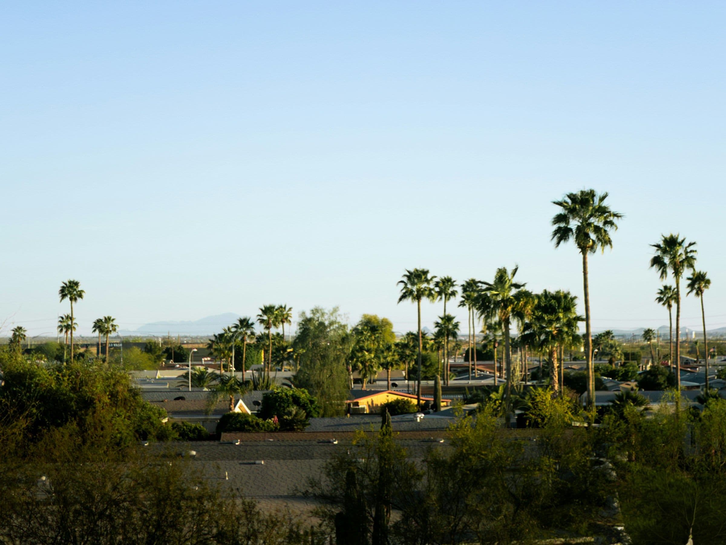 Palm trees over residential rooftops in a Phoenix-area neighborhood at golden hour