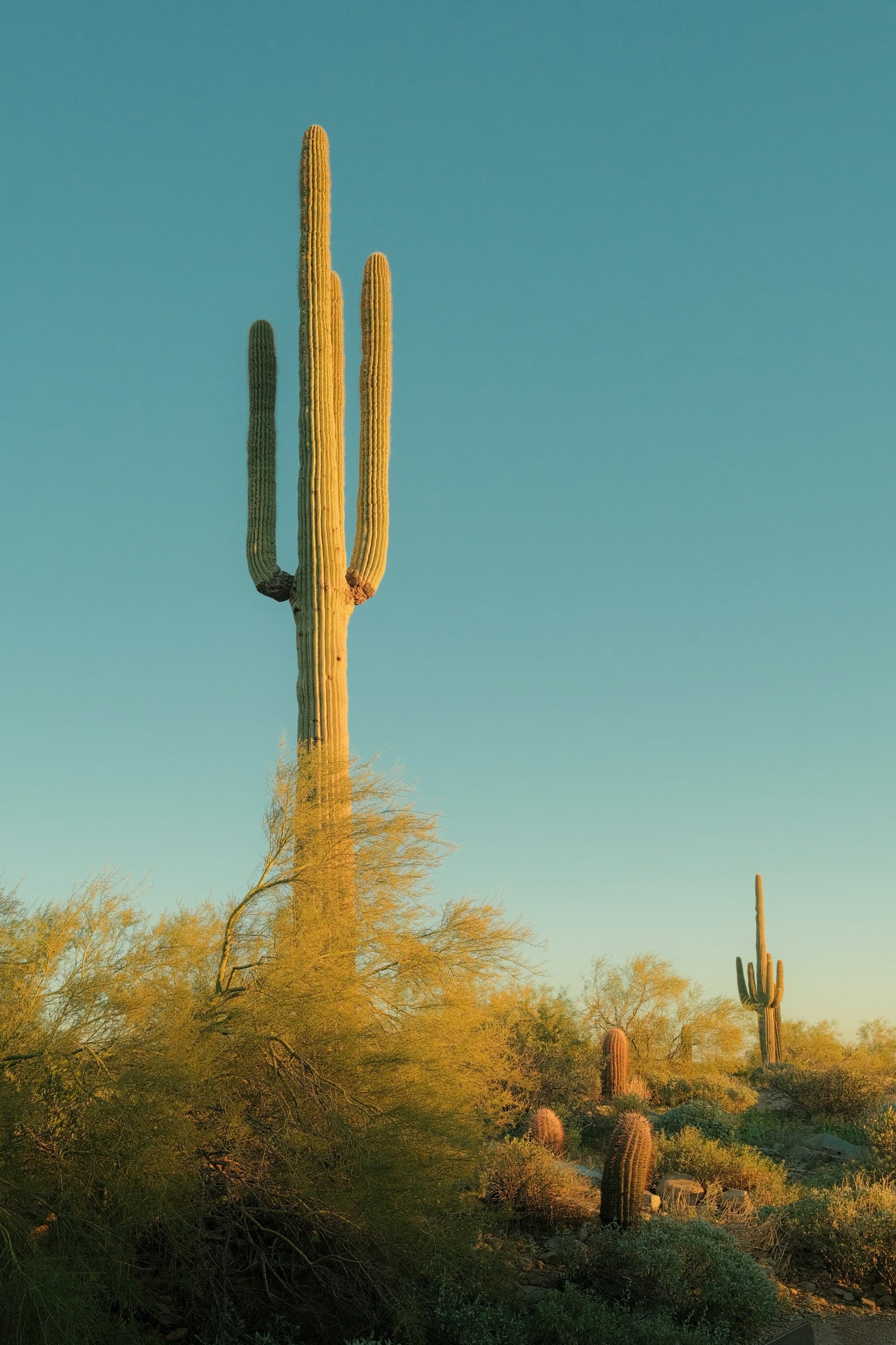 Saguaro cactus in the Sonoran Desert at golden hour