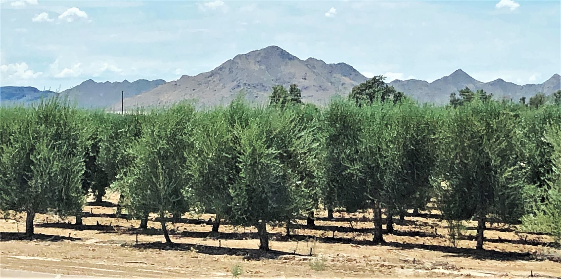 An olive grove at the Queen Creek Olive Mill with the San Tan Mountains in the background